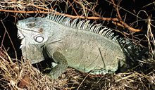 220px-Iguana_iguana02[1]